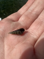 Melanoides tuberculata