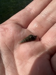 Melanoides tuberculata