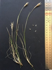 Rytidosperma clavatum