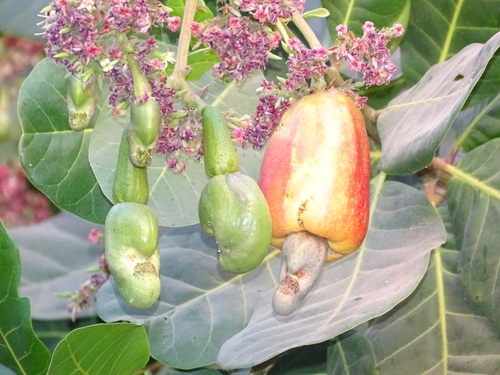 Anacardium occidentale