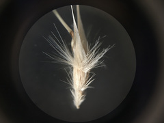 Rytidosperma clavatum