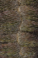 Ferocactus emoryi rectispinus