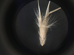 Rytidosperma clavatum