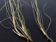 Rytidosperma clavatum