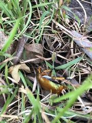 Anoplognathus viriditarsis