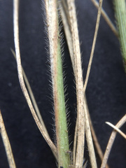 Rytidosperma clavatum