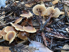 Gymnopus brassicolens