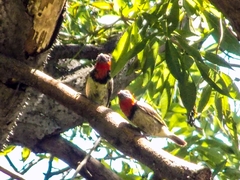 Lybius torquatus torquatus