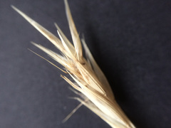 Rytidosperma clavatum