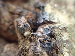 Dolichoderus bispinosus