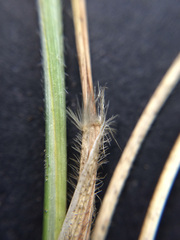 Rytidosperma clavatum