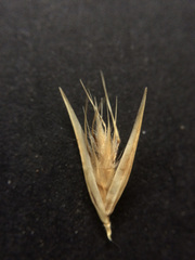 Rytidosperma clavatum