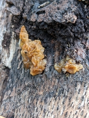 Phaeotremella foliacea
