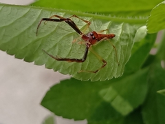 Viciria pavesii
