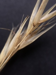 Rytidosperma clavatum