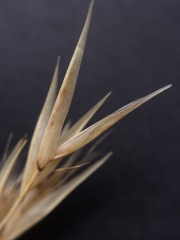 Rytidosperma clavatum