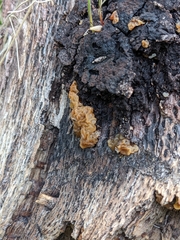 Phaeotremella foliacea
