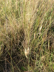 Rytidosperma clavatum