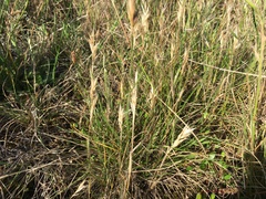 Rytidosperma clavatum