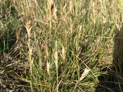 Rytidosperma clavatum