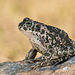 Balearic Green Toad - Photo (c) Roberto Ghiglia, some rights reserved (CC BY-NC), uploaded by Roberto Ghiglia