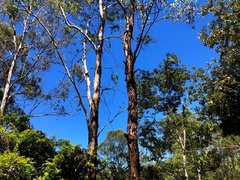 Eucalyptus melliodora