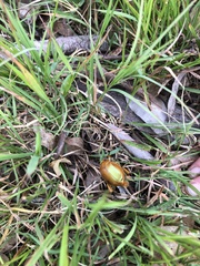 Anoplognathus viriditarsis