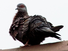 Columba guinea phaeonota
