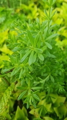 Galium spurium