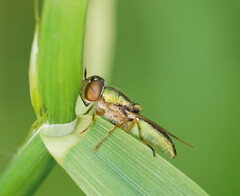 Odontomyia decipiens