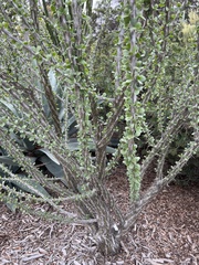 Fouquieriaceae