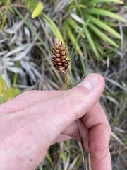 Xyris caroliniana