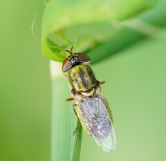 Odontomyia decipiens