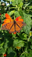 Danaus plexippus