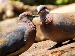 Streptopelia senegalensis senegalensis