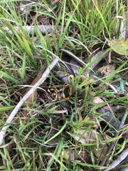 Anoplognathus viriditarsis