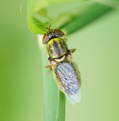 Odontomyia decipiens