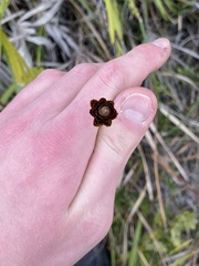 Xyris caroliniana
