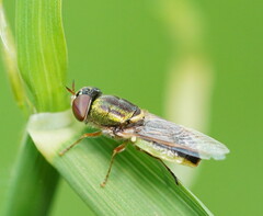 Odontomyia decipiens