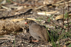 Pternistis adspersus