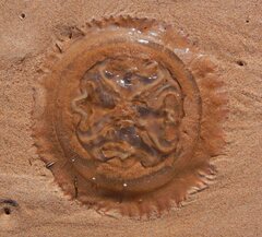 Catostylus tagi