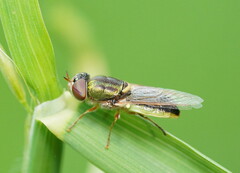 Odontomyia decipiens