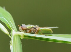 Odontomyia decipiens