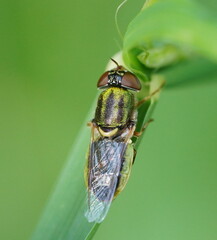 Odontomyia decipiens