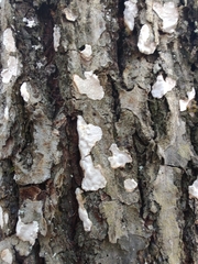 Aleurodiscus oakesii