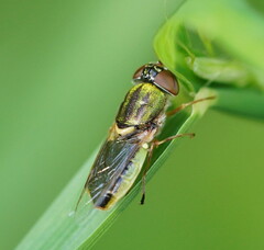 Odontomyia decipiens