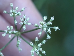 Meum athamanticum