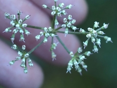 Meum athamanticum