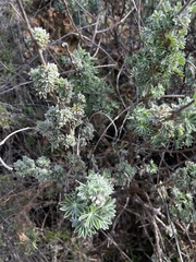 Lupinus albifrons