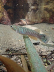 Anablepsoides hartii